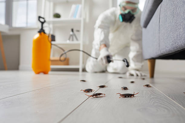 Post-Treatment Bed Bug Interceptor Monitoring in Centennial